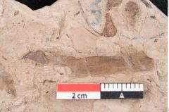 Foto (Detailansicht) von Dryandra sp. (NHMW-GEO-2024-0188-11468)